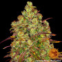 Cannabis seeds TANGERINE DREAM from Barney's Farm at Smartshop-smartshop.ua®