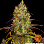 Cannabis seeds TANGERINE DREAM from Barney's Farm at Smartshop-smartshop.ua®