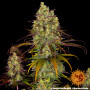 Cannabis seeds TANGERINE DREAM from Barney's Farm at Smartshop-smartshop.ua®