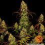 Cannabis seeds TANGERINE DREAM from Barney's Farm at Smartshop-smartshop.ua®