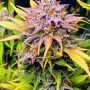 Семена конопли Auto Tangie от Marley Seedbank - Smartshop-smartshop.ua®