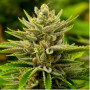 Семена конопли Tangie от Marley Seedbank - Smartshop-smartshop.ua®