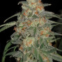 Семена конопли Tangie от Marley Seedbank - Smartshop-smartshop.ua®