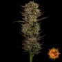 Семена каннабиса Thin Mint x Sour Pinot Auto