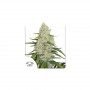 Cannabis seed variety AUTO THINK BIG®