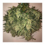 Cannabis seed variety AUTO THINK BIG®