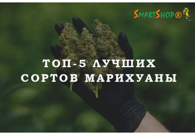 ТОП-5 лучших сортов марихуаны