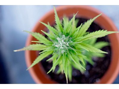 TOP 5 Fastest Growing Marijuana Varieties