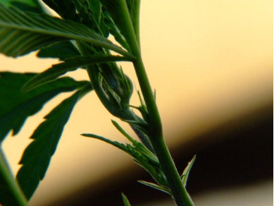 TOP 6 rare varieties of marijuana