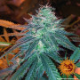 Cannabis seeds TRIPLE CHEESE from Barney's Farm at Smartshop-smartshop.ua®