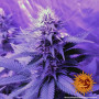 Cannabis seeds TRIPLE CHEESE from Barney's Farm at Smartshop-smartshop.ua®