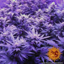 Cannabis seeds TRIPLE CHEESE from Barney's Farm at Smartshop-smartshop.ua®