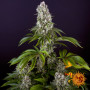 Семена каннабиса Tropicanna Banana