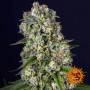 Семена каннабиса Tropicanna Banana