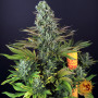 Семена каннабиса Tropicanna Banana