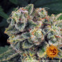 Семена каннабиса Tropicanna Banana