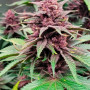 Семена конопли Tropicanna Poison Feminised Silver от Error Seeds - Smartshop-smartshop.ua®