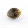 Семена конопли Auto Ha-Ha-Ha от Marley Seedbank - Smartshop-smartshop.ua®