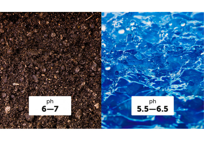 Что такое уровень pH и его важность при выращивании каннабиса