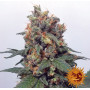 Cannabis seeds VANILLA KUSH from Barney's Farm at Smartshop-smartshop.ua®