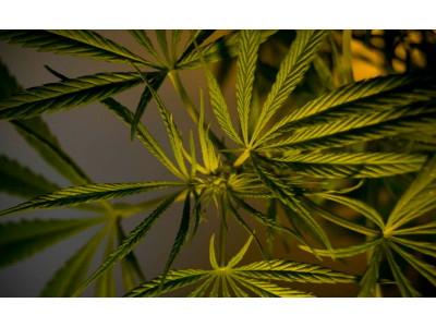 Marijuana Vegetation - Key Features