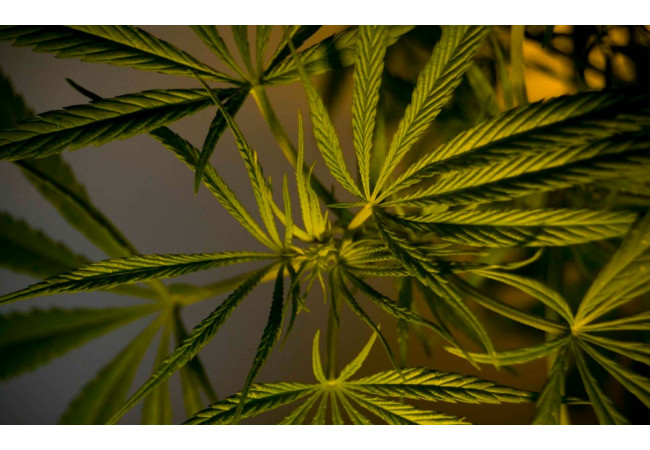 Вегетация марихуаны - ключевые особенности
