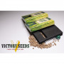 Семена конопли Auto CHRONIC MONSTER XXL от Victory Seeds в Smartshop-smartshop.ua®