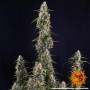 Cannabis seeds WATERMELON ZKITTLEZ AUTO from Barney's Farm at Smartshop-smartshop.ua®