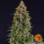 Семена конопли WATERMELON ZKITTLEZ AUTO от Barney's Farm в Smartshop-smartshop.ua®