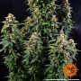 Семена конопли WATERMELON ZKITTLEZ AUTO от Barney's Farm в Smartshop-smartshop.ua®