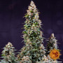 Cannabis seeds WATERMELON ZKITTLEZ AUTO from Barney's Farm at Smartshop-smartshop.ua®