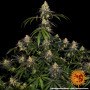 Cannabis seeds WATERMELON ZKITTLEZ from Barney's Farm at Smartshop-smartshop.ua®