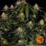 Cannabis seeds WATERMELON ZKITTLEZ from Barney's Farm at Smartshop-smartshop.ua®