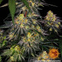 Cannabis seeds WATERMELON ZKITTLEZ from Barney's Farm at Smartshop-smartshop.ua®