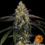 Cannabis seeds WATERMELON ZKITTLEZ from Barney's Farm at Smartshop-smartshop.ua®