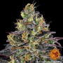 Cannabis seeds WATERMELON ZKITTLEZ from Barney's Farm at Smartshop-smartshop.ua®