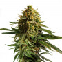 Семена конопли Winning Cake Feminised Silver от Error Seeds - Smartshop-smartshop.ua®