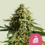 Семена конопли Wedding Cake Feminised Gold от Error Seeds - Smartshop-smartshop.ua®