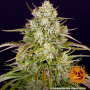 Cannabis seeds WEDDING CAKE AUTO from Barney's Farm at Smartshop-smartshop.ua®