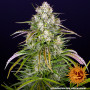 Cannabis seeds WEDDING CAKE AUTO from Barney's Farm at Smartshop-smartshop.ua®