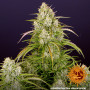 Cannabis seeds WEDDING CAKE AUTO from Barney's Farm at Smartshop-smartshop.ua®