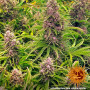 Cannabis seeds WEDDING CAKE AUTO from Barney's Farm at Smartshop-smartshop.ua®