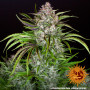 Cannabis seeds WEDDING CAKE AUTO from Barney's Farm at Smartshop-smartshop.ua®