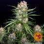 Cannabis seeds WEDDING CAKE AUTO from Barney's Farm at Smartshop-smartshop.ua®