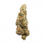 Семена конопли Auto Wedding Cake Feminised Silver от Error Seeds - Smartshop-smartshop.ua®