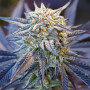 Семена конопли Wedding Cake Feminised Silver от Error Seeds - Smartshop-smartshop.ua®