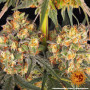 Cannabis seeds WEDDING CAKE from Barney's Farm at Smartshop-smartshop.ua®