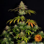 Cannabis seeds WEDDING CAKE from Barney's Farm at Smartshop-smartshop.ua®