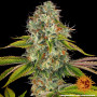 Cannabis seeds WEDDING CAKE from Barney's Farm at Smartshop-smartshop.ua®