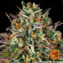 Cannabis seeds WEDDING CAKE from Barney's Farm at Smartshop-smartshop.ua®